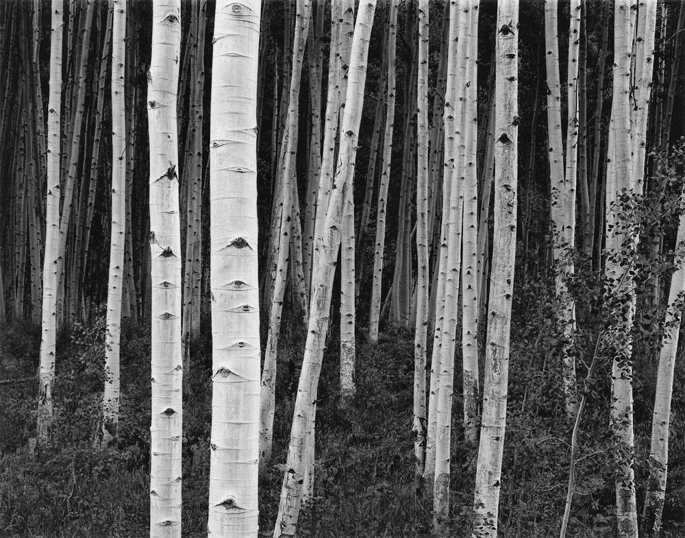 Aspen Forest, Dusk by John Sexton