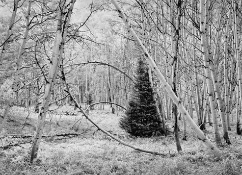 Aspen Dream, Near Ashcroft, Colorado by John Sexton