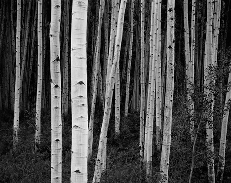 Aspen Forest, Dusk