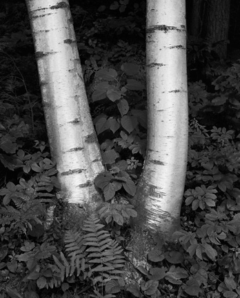 Birch Trunks