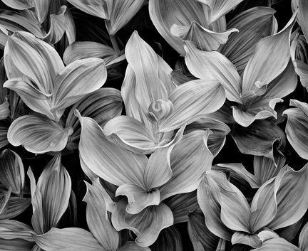 Corn Lilies, Dusk