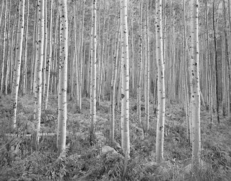 Glowing Aspen