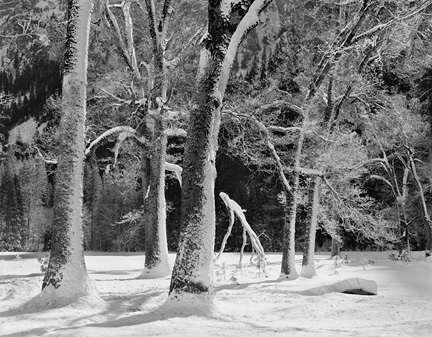 Trees in Snow